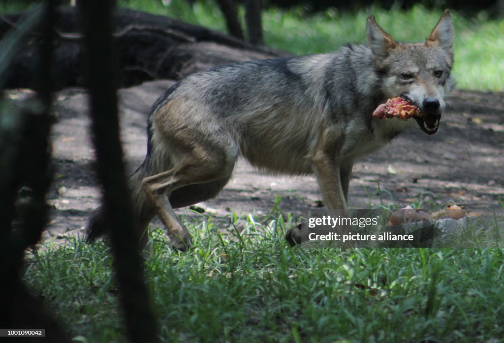 Endangered Mexican Wolf