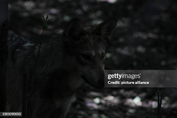 July 2018, Mexico City, Mexico: Some of the endangered wolf subspecies Canis lupus baileyi can be spotted at the zoo "Los Coyotes". The 17th of April...