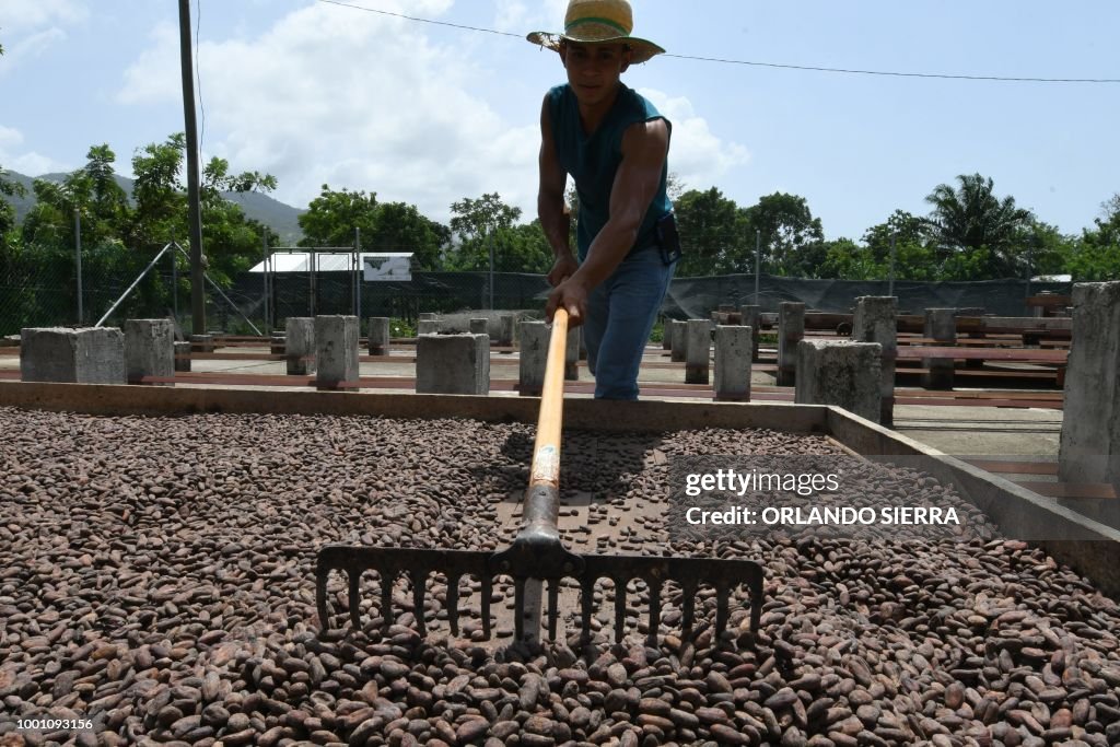 HONDURAS-CACAO-GROWING