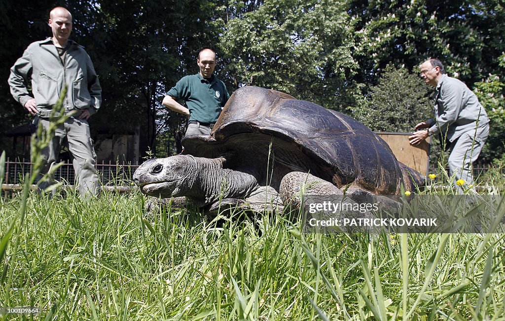 "Pericles" a giant turtle from the Seych