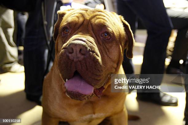 Dog is pictured at the press conference of the Palm Dog at the 63rd Cannes Film Festival on May 21, 2010 in Cannes. A boxer called Boss, who sparks a...