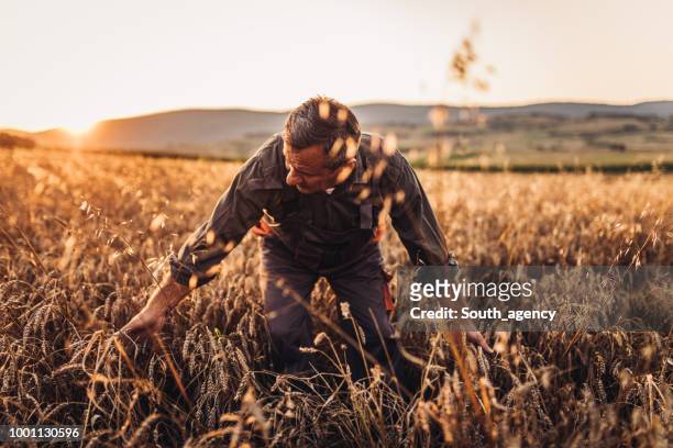 農家黄金の麦畑に立っています。 - 農家 ストックフォトと画像