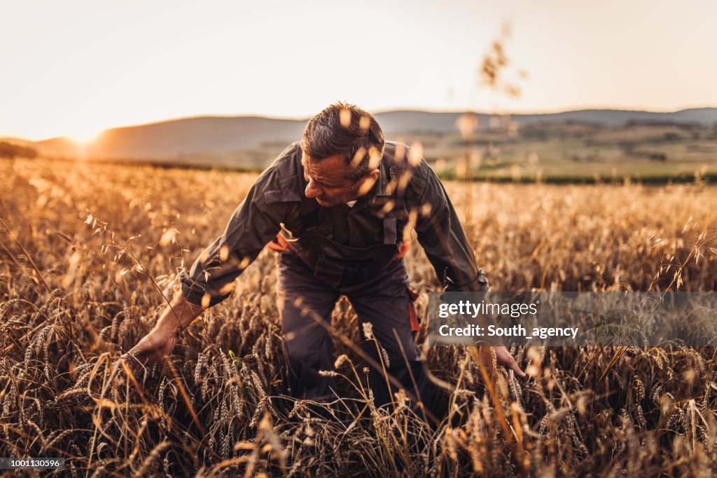 Farmer standing in a golden wheat field