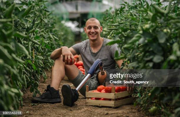 farmer with prosthetic leg picking tomato - physical disability stock pictures, royalty-free photos & images
