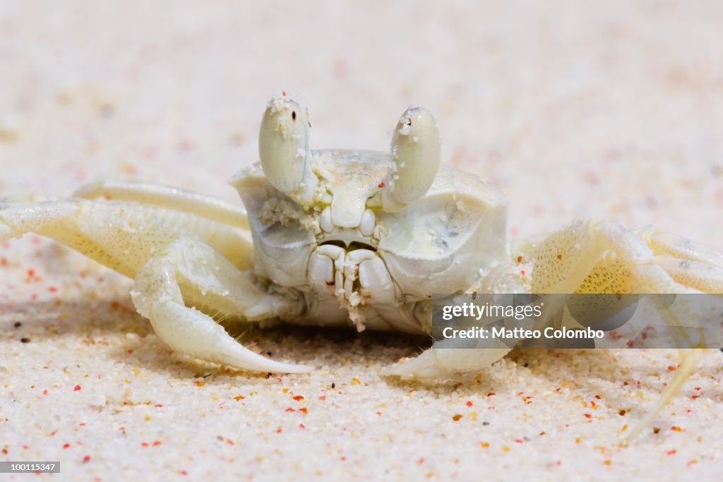 Ghost crab close up