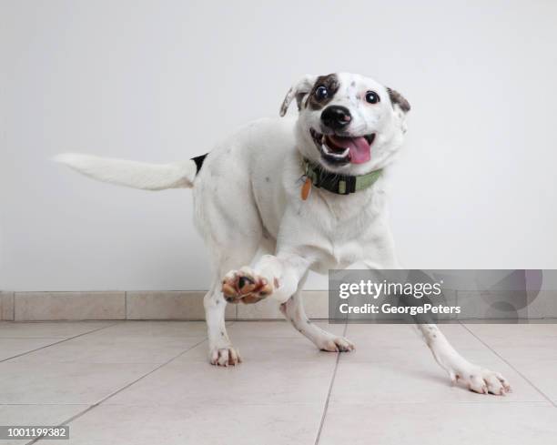 energico cane di razza mista australian cattle dog sperando di essere adottato - bizarre foto e immagini stock