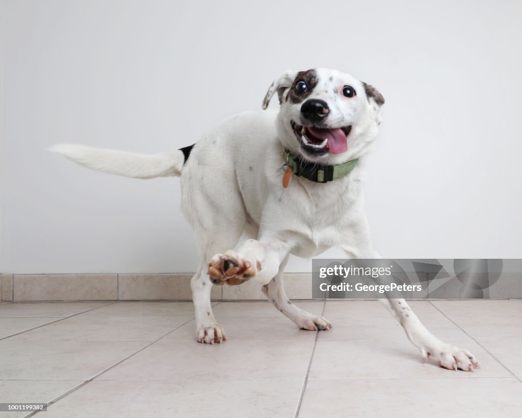Energetische Australian Cattle Dog gemengd rashond hopen te worden vastgesteld