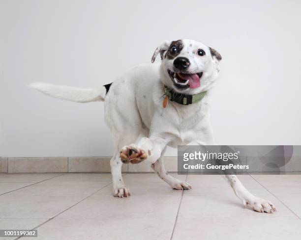 energetic australian cattle dog mixed breed dog hoping to be adopted - funny animals stock pictures, royalty-free photos & images