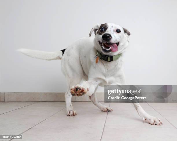 123,072 Funny Animals Photos and Premium High Res Pictures - Getty Images 123,072 Funny Animals Photos and Premium High Res Pictures - Getty Images
