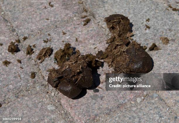 July 2018, Germany, Vitte: Horse droppings lying on the street. The port operator of the Hiddensee community is currently looking for a member of...