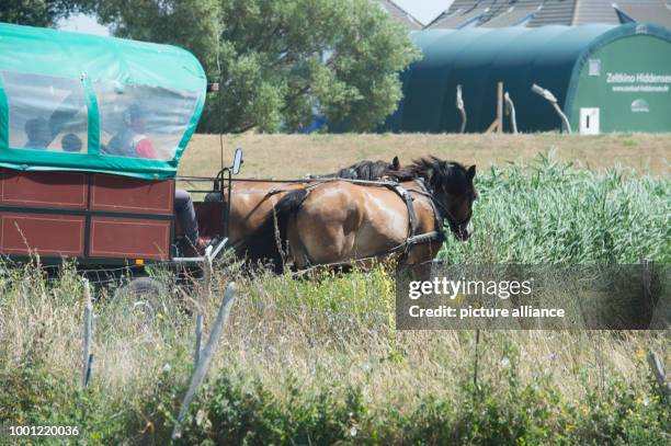 July 2018, Germany, Vitte: A horse-drawn carriage riding over a street in a village on the island. The port operator of the Hiddensee community is...