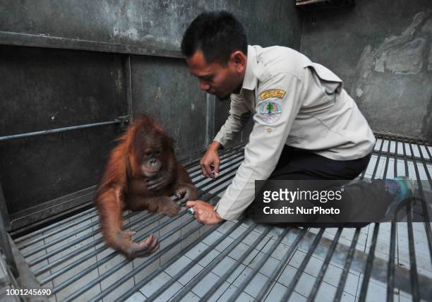 Sumatran orangutant named Otan is translocated to the Lestari Ecosystem Foundation Sumatran Orangutan Conservation Program Otan, in Jakarta,...