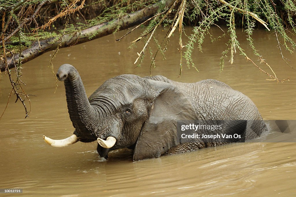 ELEPHANT IN MARA RIVER AT MASAI MARA NATIONAL PARK IN KENYA