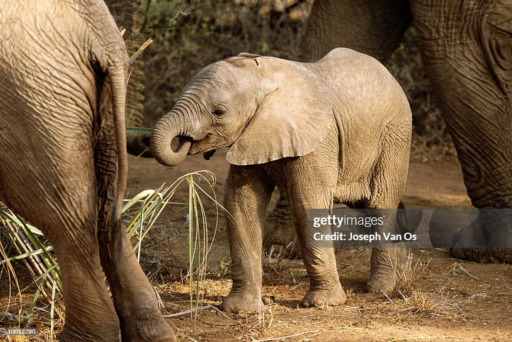 BABY AFRICAN ELEPHANT AT SAMBURU NATIONAL PARK IN KENYA