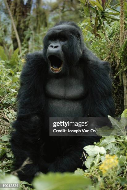 mountain gorilla at virunga national park in rwanda - gorilla mouth open stock pictures, royalty-free photos & images