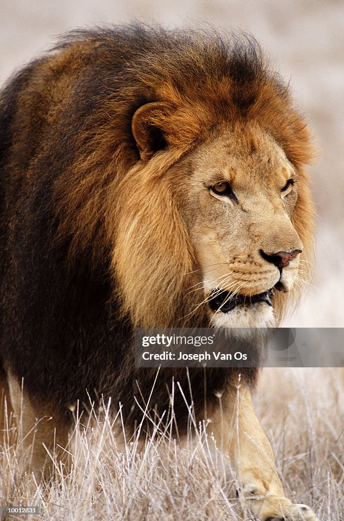 MALE AFRICAN LION