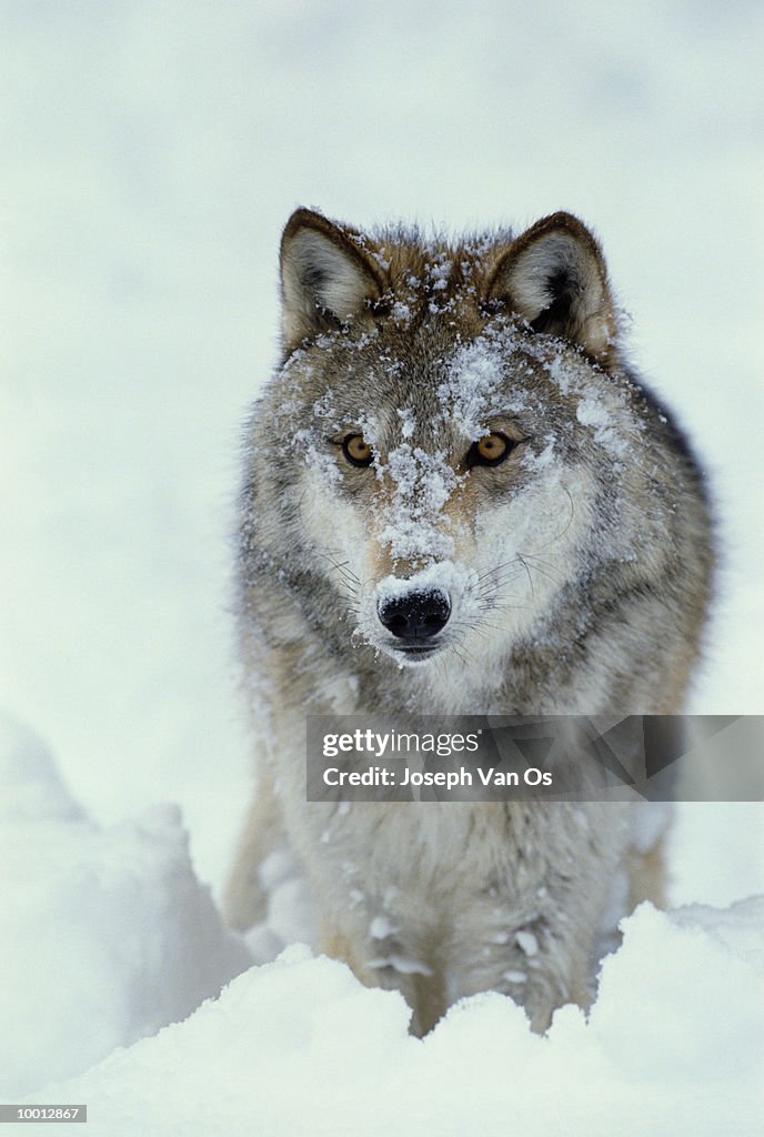 GREY WOLF WITH SNOW COVERED FACE IN AMERICA