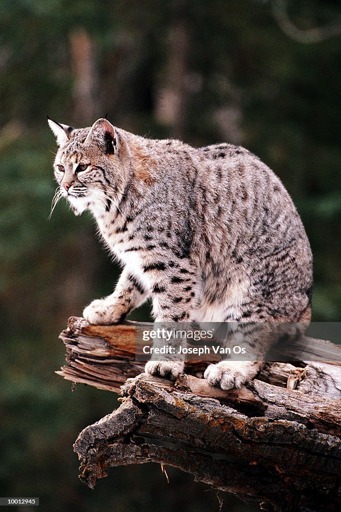 BOBCAT ON LOG IN WESTERN MONTANA