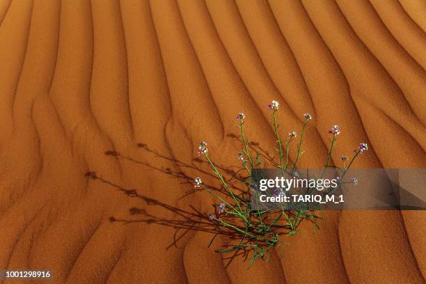 flowers growing in the desert, saudi arabia - persian gulf countries stock pictures, royalty-free photos & images