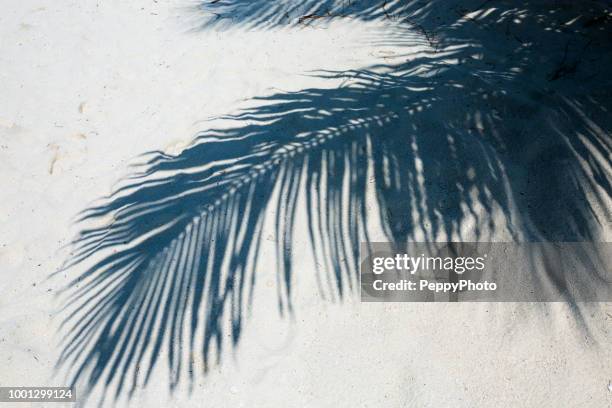 shadow of palm tree leaf in the sand, caribbean - palm shadow stock pictures, royalty-free photos & images