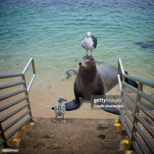 seagull standing on a seal's head on the beach, la jolla, california, america, usa - la jolla stock pictures, royalty-free photos & images