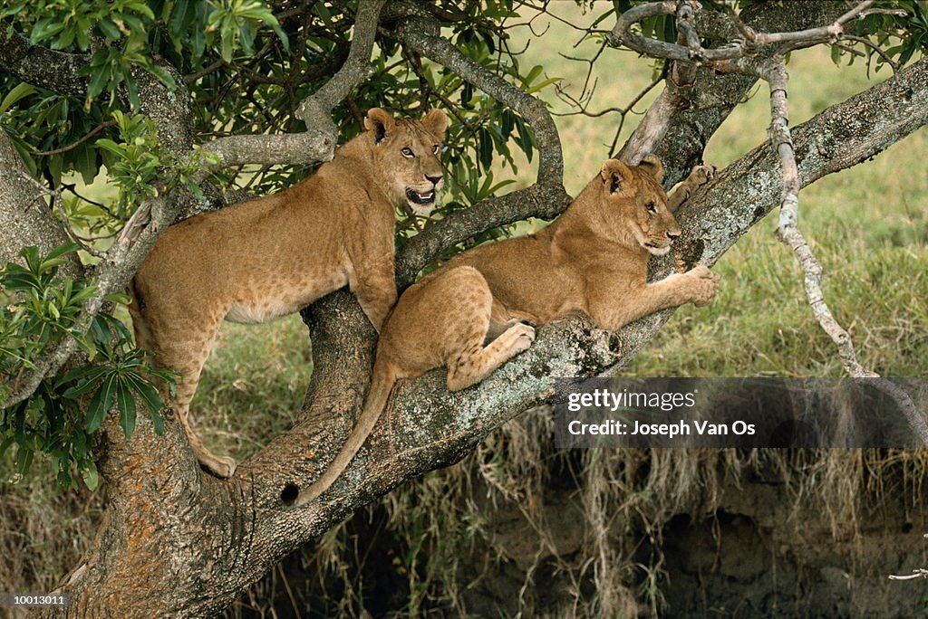 LIONS IN TREE AT MASAI MARA NATIONAL PARK IN KENYA
