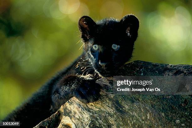 black african leopard cub by rock - black leopard stock-fotos und bilder