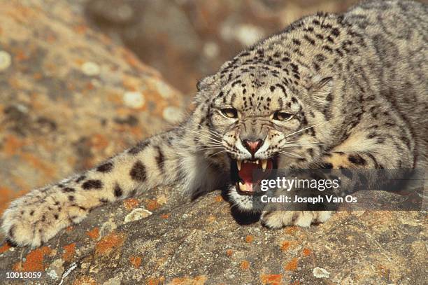 snow leoparad growling on rock - snow leopard print stock pictures, royalty-free photos & images