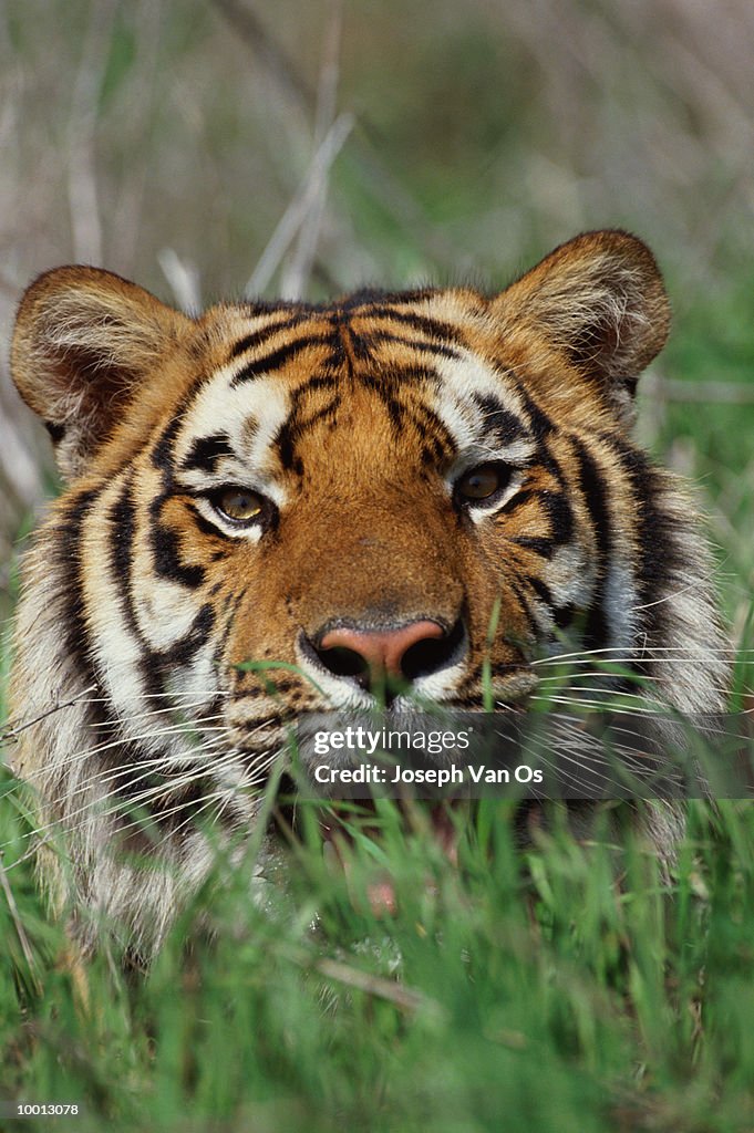 BENGAL TIGER'S HEAD IN TALL GRASS