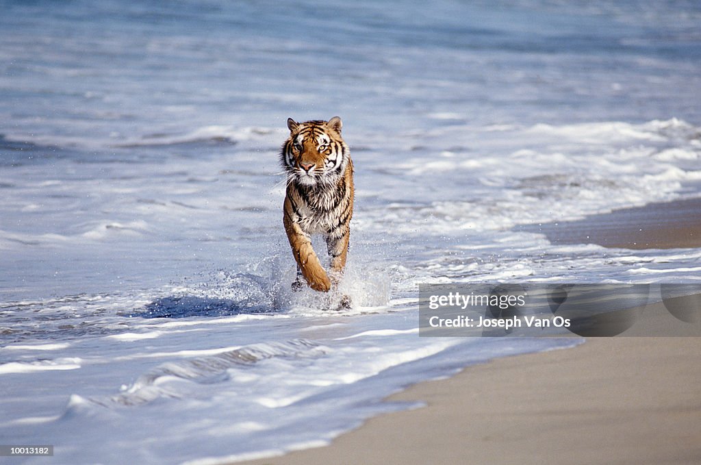 BENGAL TIGER WALKING IN SURF