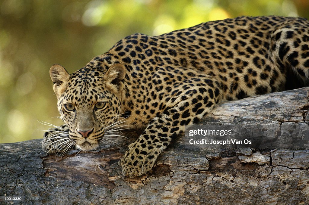 AFRICAN LEOPARD CROUCHED ON ROCK