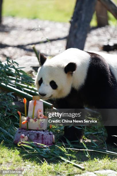 Male panda Jiao Qing celebrates his eighth birthday with a three-story birthday cake at the Berlin Zoo on July 15, 2018 in Berlin, Germany.