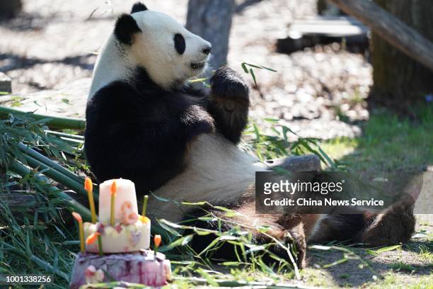 Male panda Jiao Qing celebrates his eighth birthday with a three-story birthday cake at the Berlin Zoo on July 15, 2018 in Berlin, Germany.