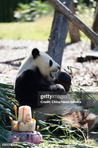 Male panda Jiao Qing celebrates his eighth birthday with a three-story birthday cake at the Berlin Zoo on July 15, 2018 in Berlin, Germany.