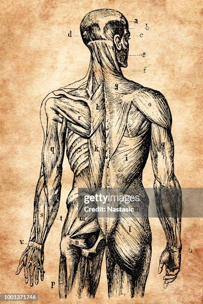 human back muscles - ligament stock illustrations