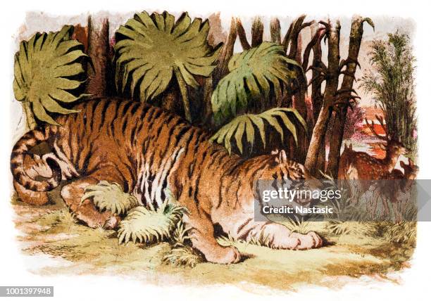 755 Tiger Deer Photos and Premium High Res Pictures - Getty Images 755 Tiger Deer Photos and Premium High Res Pictures - Getty Images