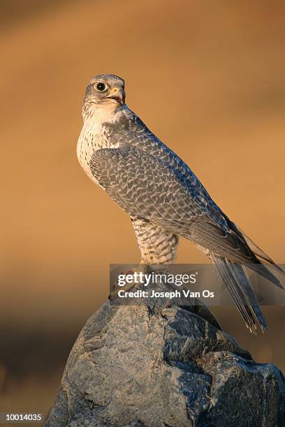 gyrfalcon perched on rock in canada - gyrfalcon fotografías e imágenes de stock