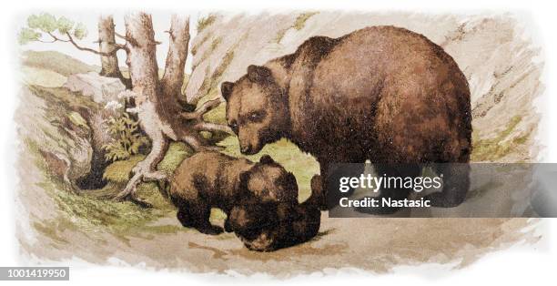 the brown bear (ursus arctos) - bear fur stock illustrations