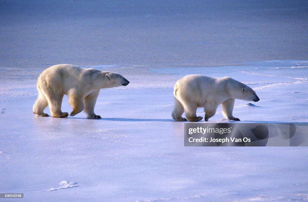 POLAR BEARS WALKING ON THE ICE IN MANITOBA, CANADA