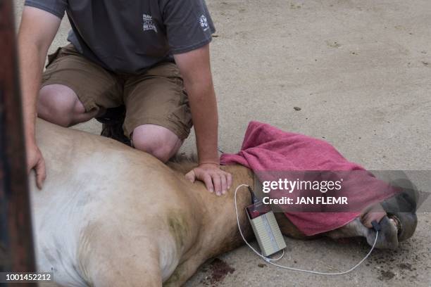 Zookeeper controls the blood pressure of a Przewalski horse mare prior her transport to Mongolia on June 19, 2018 at the acclimatisation enclosure in...