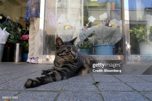 Cat lies down in front of a flower shop in the Misakimachi area of Miura, Japan, on Saturday, July 14, 2018. Japan is scheduled to release consumer...