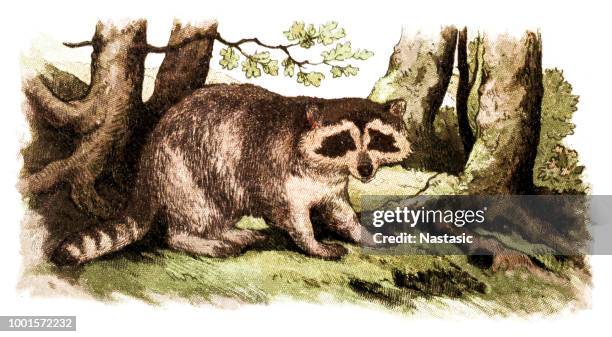 raccoon - raccoon stock illustrations