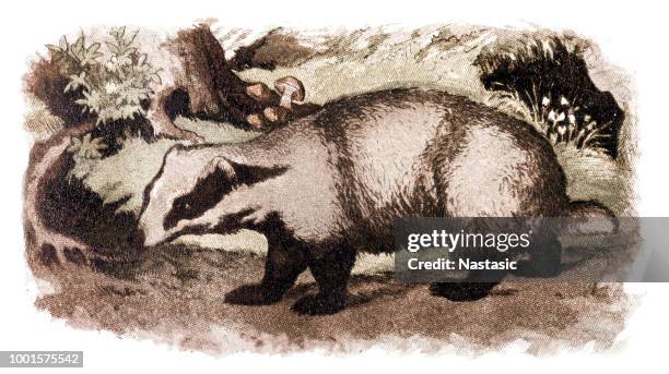 european badger (meles meles) - badger stock illustrations