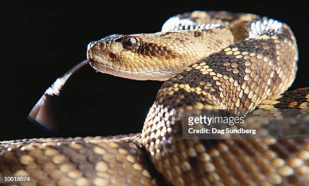 close-up of a black tailed rattlesnake - rattlesnake stock pictures, royalty-free photos & images
