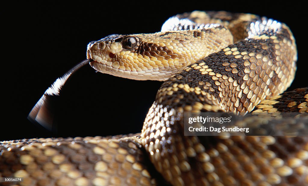 CLOSE-UP OF A BLACK TAILED RATTLESNAKE