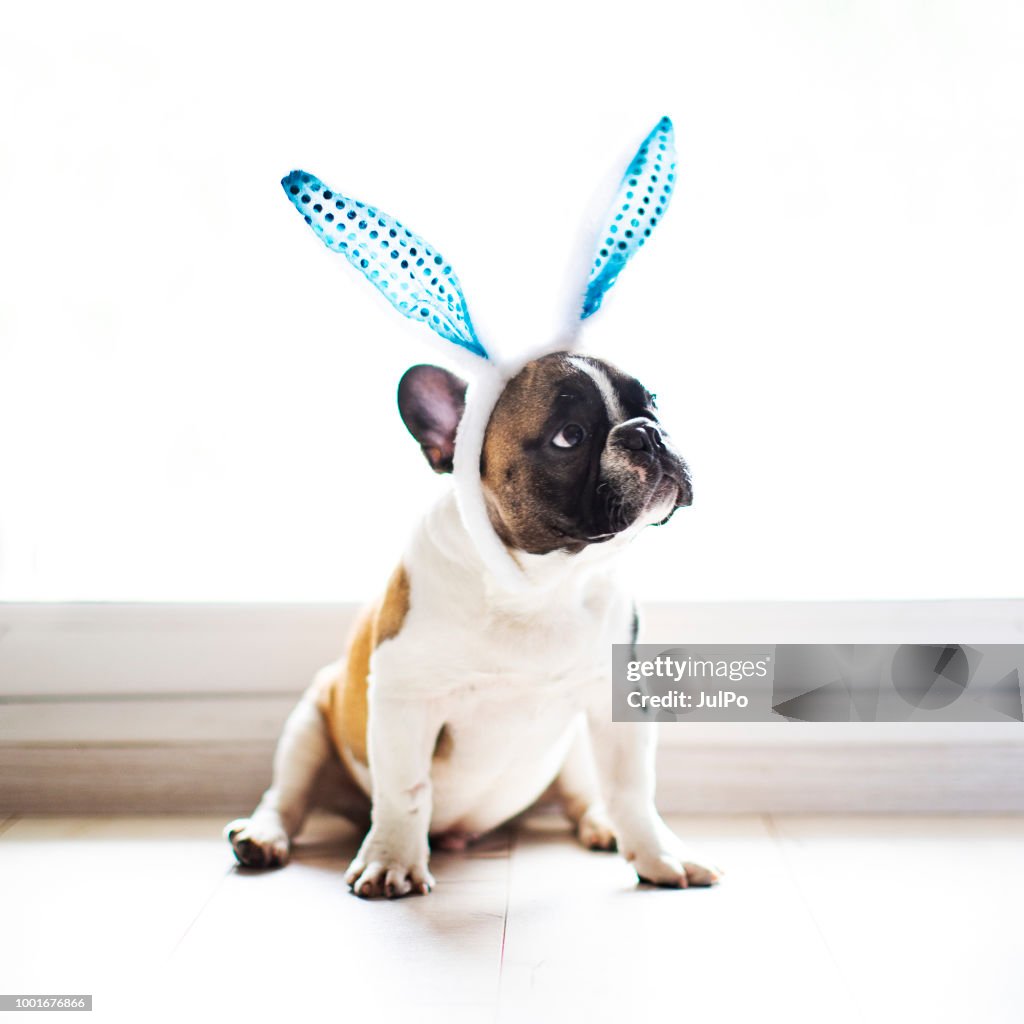 Bulldog Eating Rabbit Bulldog With Rabbit Ears High-Res Stock Photo - Getty Images