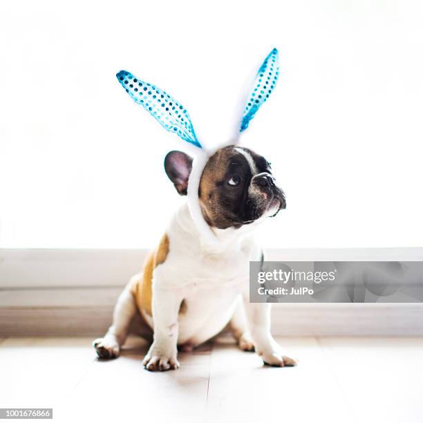 bulldog with rabbit ears - dog easter imagens e fotografias de stock