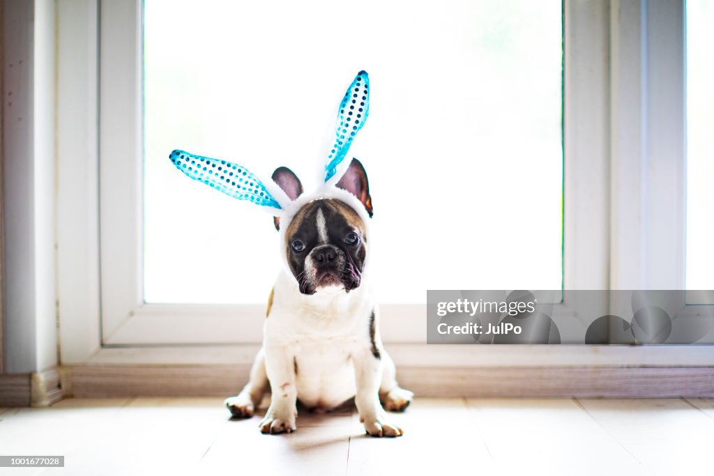Bulldog Eating Rabbit Bulldog With Rabbit Ears High-Res Stock Photo - Getty Images