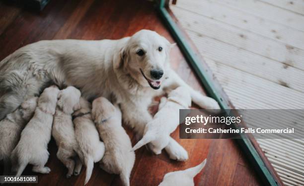 golden retriever bitch with her litter. - welpe stock-fotos und bilder