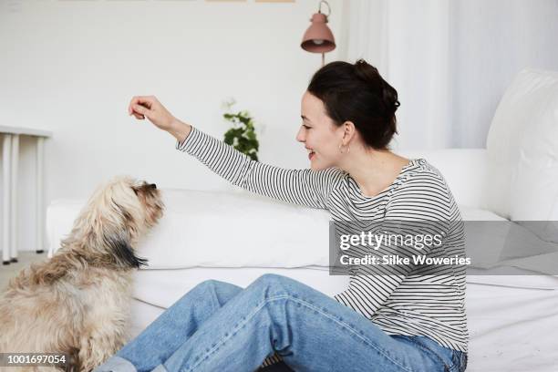 portrait of a young adult woman communicating with her dog - cão treinado imagens e fotografias de stock